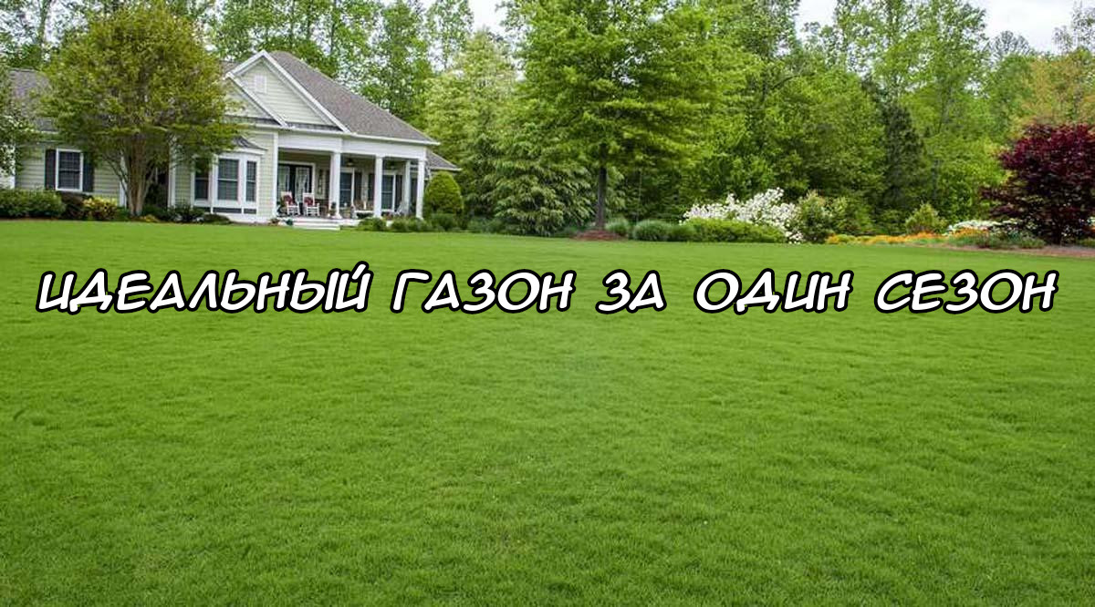 Идеальный газон
